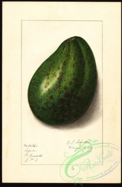 avocado-00065 - 4577-Persea-Lyon [2608x4000]