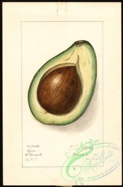 avocado-00066 - 4578-Persea-Lyon [2640x4000]