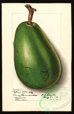 avocado-00068 - 4580-Persea-Pollock [2603x4000]