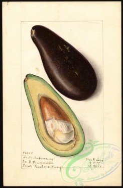 avocado-00073 - 4585-Persea-Santa Barbara Early [2636x4000]