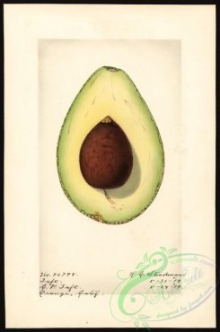 avocado-00083 - 4595-Persea-Taft [2651x4000]