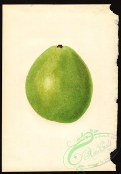 avocado-00097 - 4609-Persea-Waldin [2780x4000]