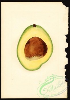 avocado-00100 - 4612-Persea-Waldin [2807x4000]