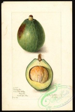 avocado-00105 - 4637-Persea-Avocado [2692x4000]