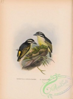barbets-00031 - barbatula subsulphurea, barbatula leucolaema