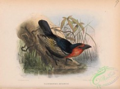 barbets-00072 - pogonorhynchus abyssinicus
