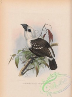 barbets-00075 - pogonorhynchus leucocephalus
