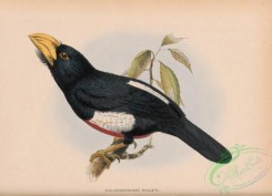 barbets-00079 - pogonorhynchus rolleti
