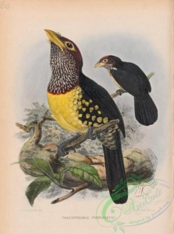 barbets-00099 - Yellow-billed Barbet, trachyphonus purpuratus