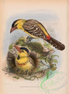 barbets-00100 - Yellow-breasted Barbet, trachyphonus margaritatus