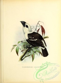 barbets-00149 - pogonorhynchus leucocephalus