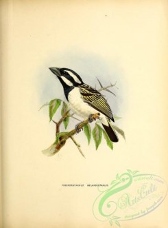 barbets-00151 - pogonorhynchus melanocephalus
