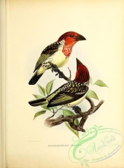 barbets-00156 - pogonorhynchus vieilloti