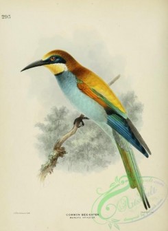 bee_eaters-00010 - COMMON BEE-EATER