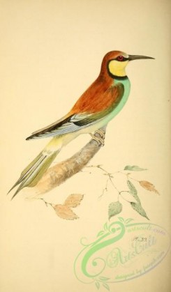 bee_eaters-00021 - Bee-Eater