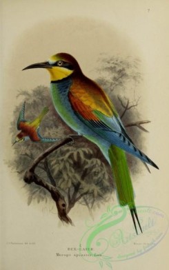 bee_eaters-00023 - 004-BEE-EATER
