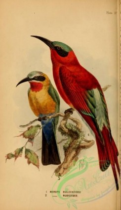 bee_eaters-00029 - White-fronted Bee-eater, Southern Carmine Bee-eater