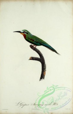 bee_eaters-00057 - Bee-eater, 6