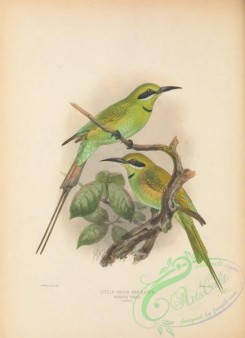 bee_eaters-00094 - Little Green Bee-eater, merops viridis