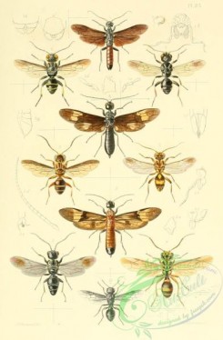 bees-00013 - 023-hymenoptera, derecyrta, trigonalys