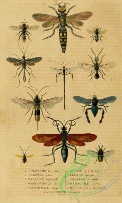 bees-00060 - 003-hylotome, urocere, pelecine, osprynchote, megachile, cerocephale, melissode, acanthope