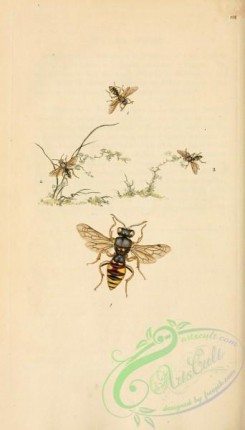 bees-00087 - 408-apis