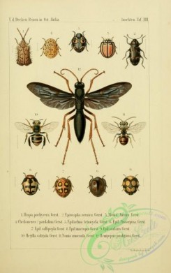 bees-00109 - 010-hispa, episcapha, alesia, cheilomenes, epilachna, megilla, nomia, hemipepsis