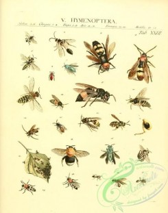 bees-00141 - 007-Hymenoptera, sphex, chrysis, vespa, apis, formica, mutilla