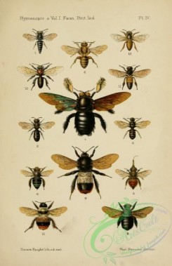 bees-00144 - 004-coelioxys, heriades, ceratina, anthophora, habropoda, xylocopa, bombus, apis, melipona