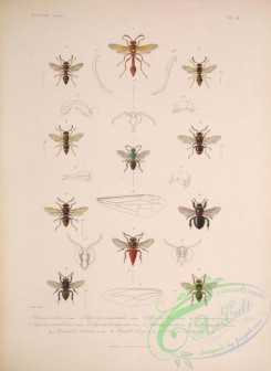 bees-00146 - eumenes, odynerus, andrena, megachile, xylocopa, caelioxis