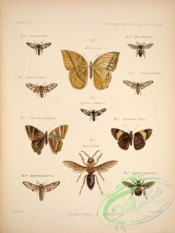 bees-00154 - syntomis, apis, aemona, zophoessa, plesioneura, vespa, bombus, Lepidoptera, Hymenoptera