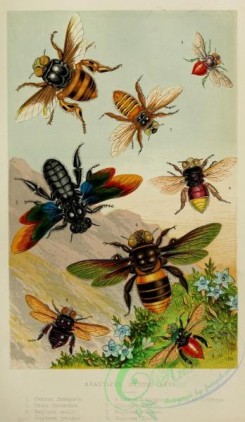 bees-00159 - Beautiful Exotic Bees, centris, oxaea, euglossa, xylocopa