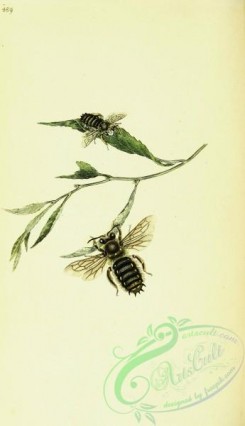 bees-00166 - 178-apis