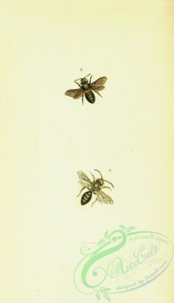 bees-00171 - 183-apis