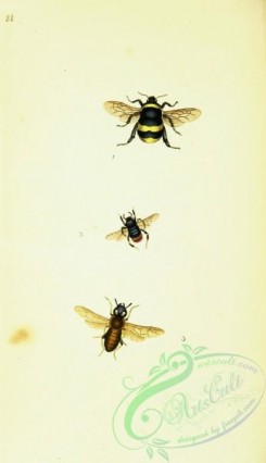 bees-00173 - 185-apis, tenthredo