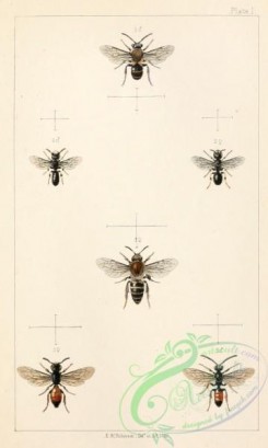bees-00183 - 001-colletes, prosopis, sphecodes