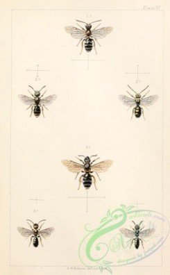 bees-00186 - 004-halictus