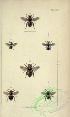 bees-00205 - 007-anthophora, saropoda, ceratina