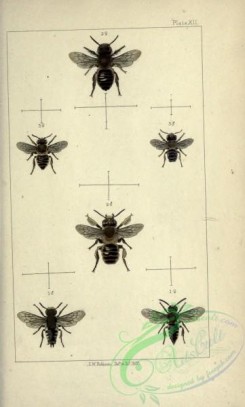 bees-00210 - 012-caelioxys, megachile