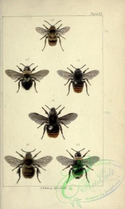 bees-00213 - 015-apathus, bombus