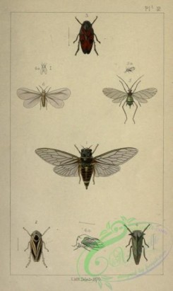 bees-00232 - cicada, anthophora, cercopis, membracis, aphis, aleyrodes