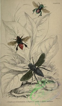 bees-00242 - euglossa, aglae