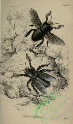 bees-00247 - xylocopa, 2