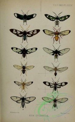 bees-00254 - eupyra, calonotos, isanthrene, homaeocera, erruca, sphecosoma, dycladia, eunomia, argyroeides