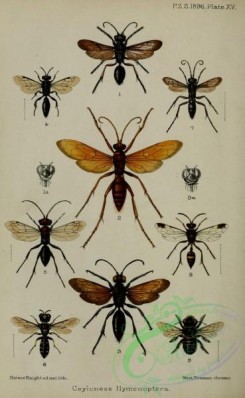 bees-00257 - sphex, salius, methoca, pompilus, crabro, gorytes, megachile