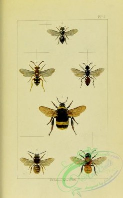 bees-00264 - 009-sphecodes, halictus, andrena, nomada, osmia, bombus