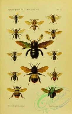 bees-00267 - 027-coelioxys, heriades, ceratina, anthophora, habropoda, xylocopa, bombus, apis, melipona