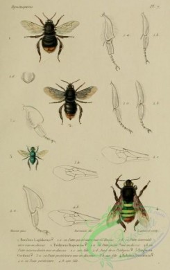 bees-00284 - 003-bombus, psithyrus, euglossa, eulaima