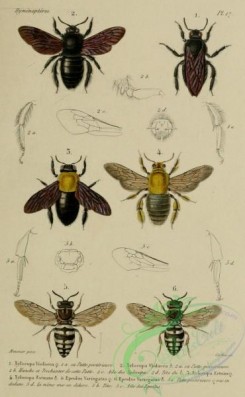 bees-00289 - 010-xylocopa, epeolus