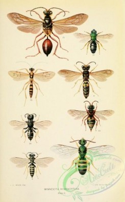 bees-00296 - eucerceris, microbembex, crabro, halictus, triepeolus, agapostemon, amblyteles, pterocormus, chlorion, ammobia